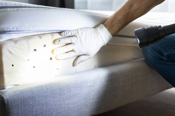 Best Pest Prevention Services  in Taft, FL