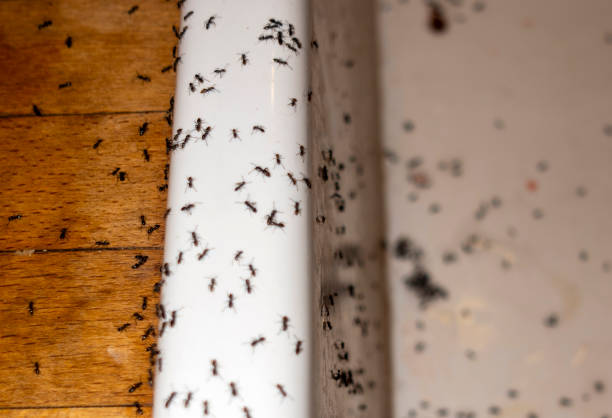 Best Cockroach Control Services  in Taft, FL